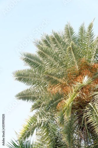 palm tree branch with blue with blue sky