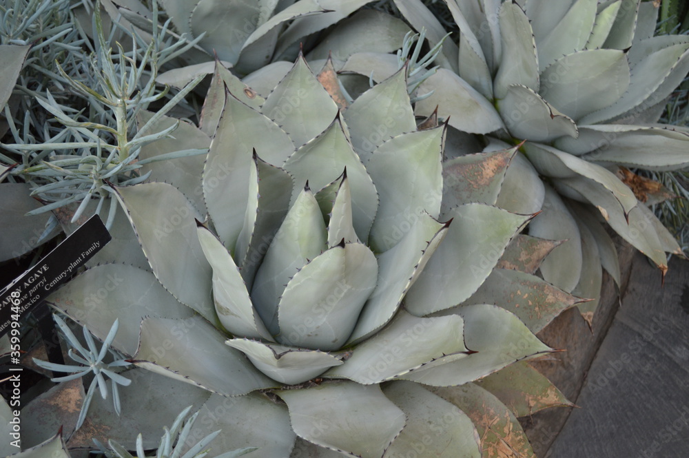Fototapeta premium aloe vera plant