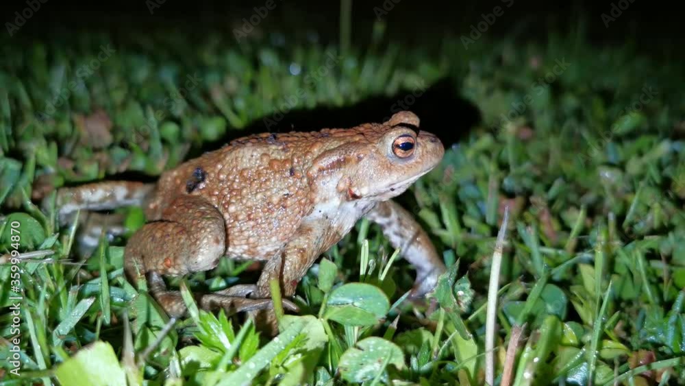 Deep-breathing wheezing frog in the meadow at night Deep-breathing wheezing frog in the meadow at night