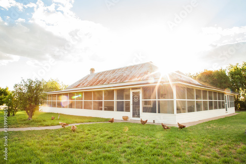 Free range chooks in front of country homestead on a farm photo