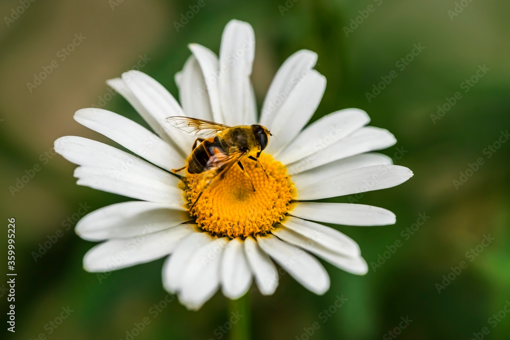 A bee on a camomile flower. Macro photo. White petals and yellow stamens of a camomile. Yellow pollen of a flower on the body of a bee.A bee pollinates a flower. Bee wings, paws, head and body texture A bee on a camomile flower. Macro photo. White petals and yellow stamens of a camomile. Yellow pollen of a flower on the body of a bee.A bee pollinates a flower. Bee wings, paws, head and body texture