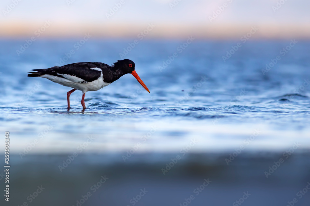 Water and birds. Cute colorful water bird Oystercatcher. Nature background. Bird: Eurasian Oystercatcher. Water and birds. Cute colorful water bird Oystercatcher. Nature background. Bird: Eurasian Oystercatcher.