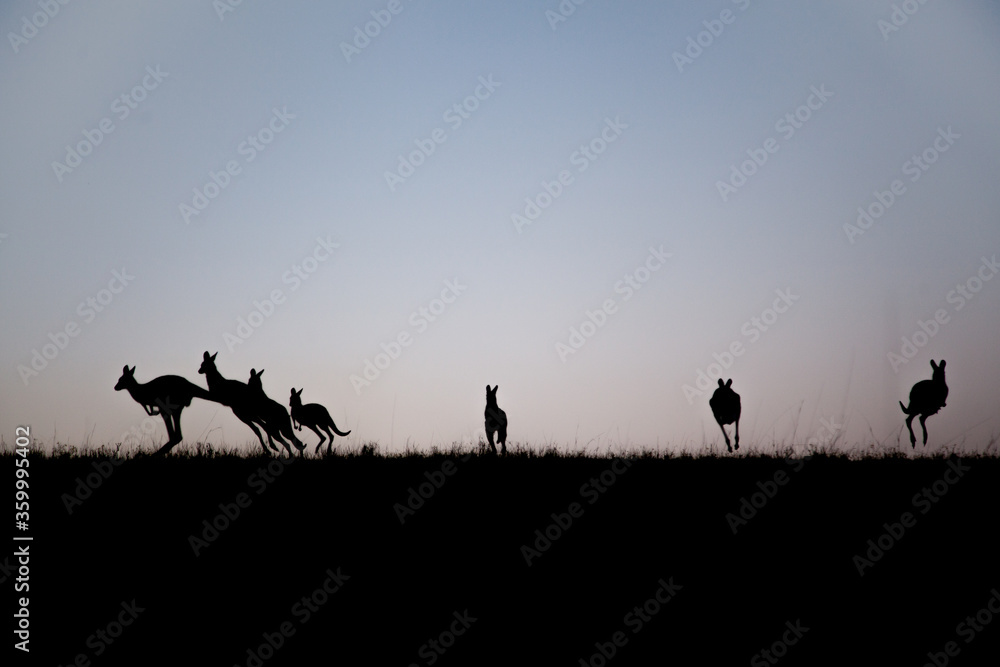 Silhouette of kangaroos leaping over hilltop at dusk Silhouette of kangaroos leaping over hilltop at dusk
