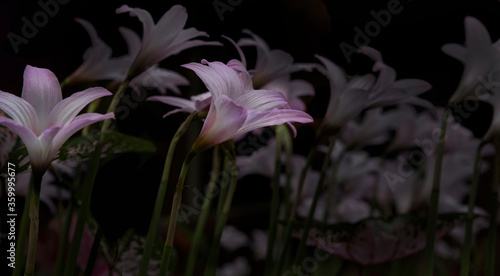 Blooming Pink Rain Lilies photo