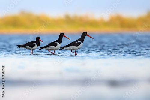 Fotografie Water and birds