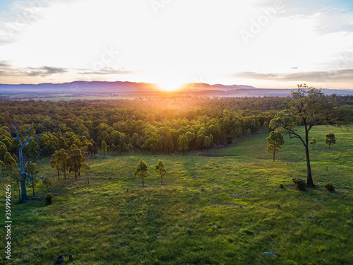 Gum tree in green paddock as sunset light shines over landscape and hills