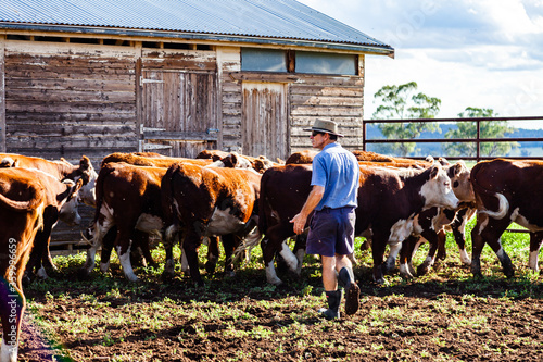 Farmer sorting the cows in cattle yard photo