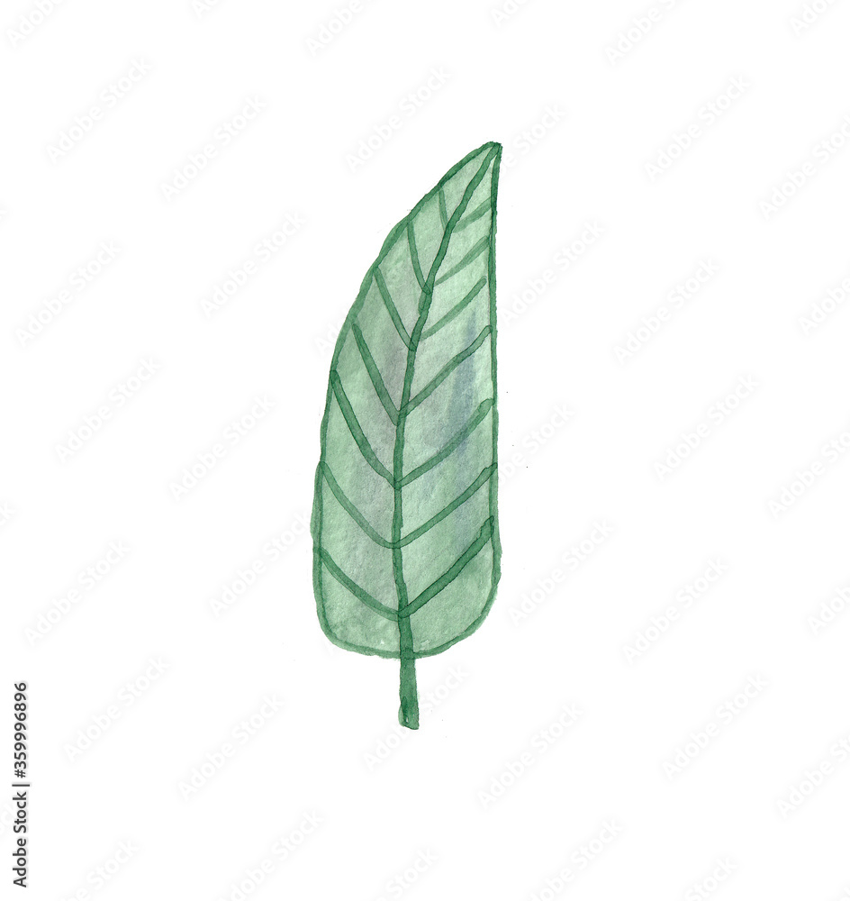 Watercolor hand drawn summer single green leaf. Watercolor hand drawn summer single green leaf.