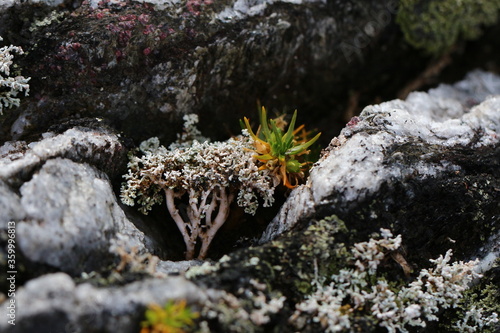 Lichen (Cladonia species) growing on granitic rock in a periglacial area of the Kalv/Pia Glacier, in the Darwin Mountain Range, Cape Horn biosphere reserve, Patagonia, Chile. photo