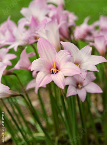 Blooming Pink Rain Lilies