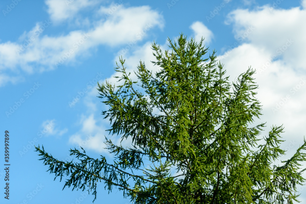 White fluffy cloud on a blue sky above the tip of a green fir. White fluffy cloud on a blue sky above the tip of a green fir.