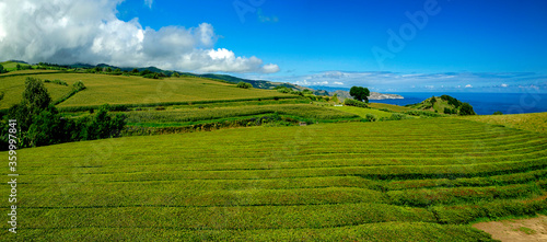 Plantação de chá nos Açores
