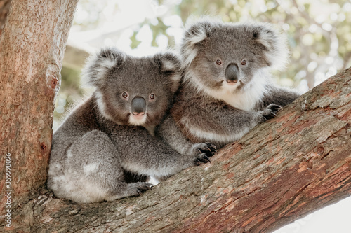 Two koala joeys cuddle in a tree. photo