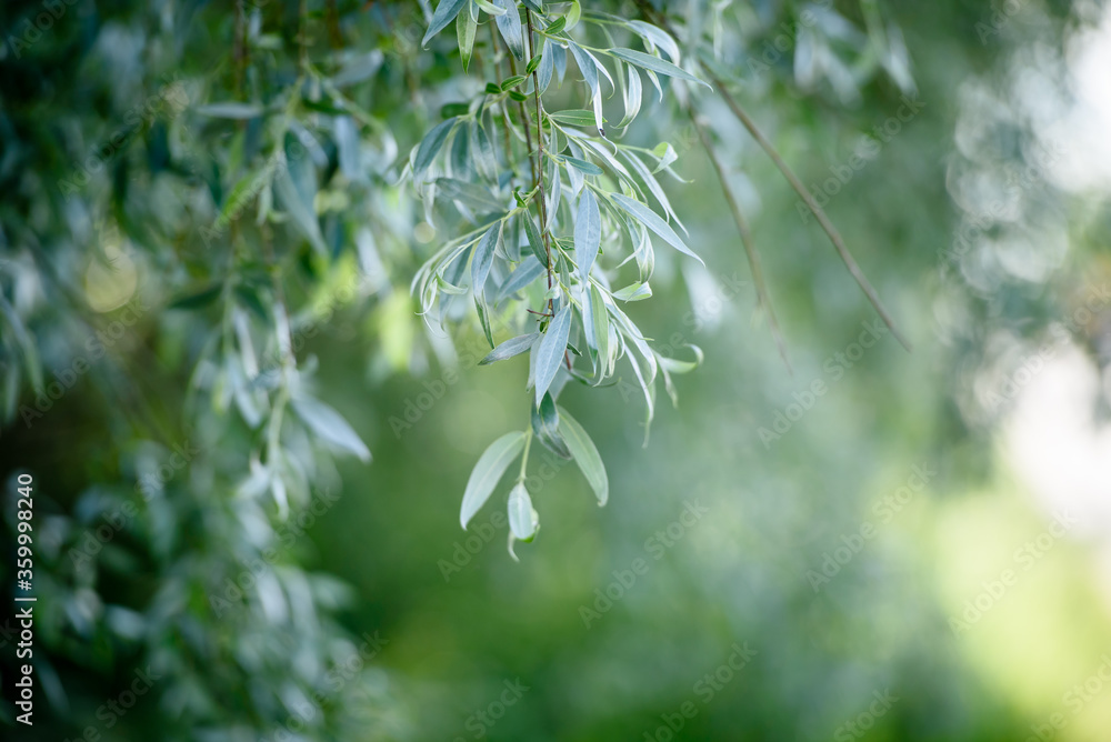 Naklejka premium green weeping willow leaves texture background