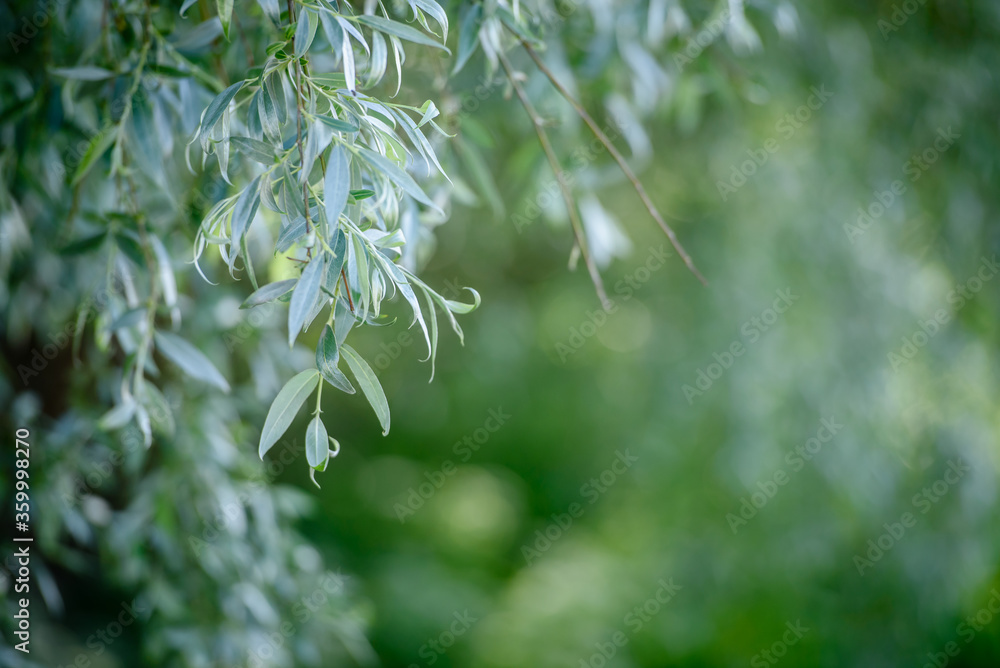 green weeping willow leaves texture background Stock Photo | Adobe Stock