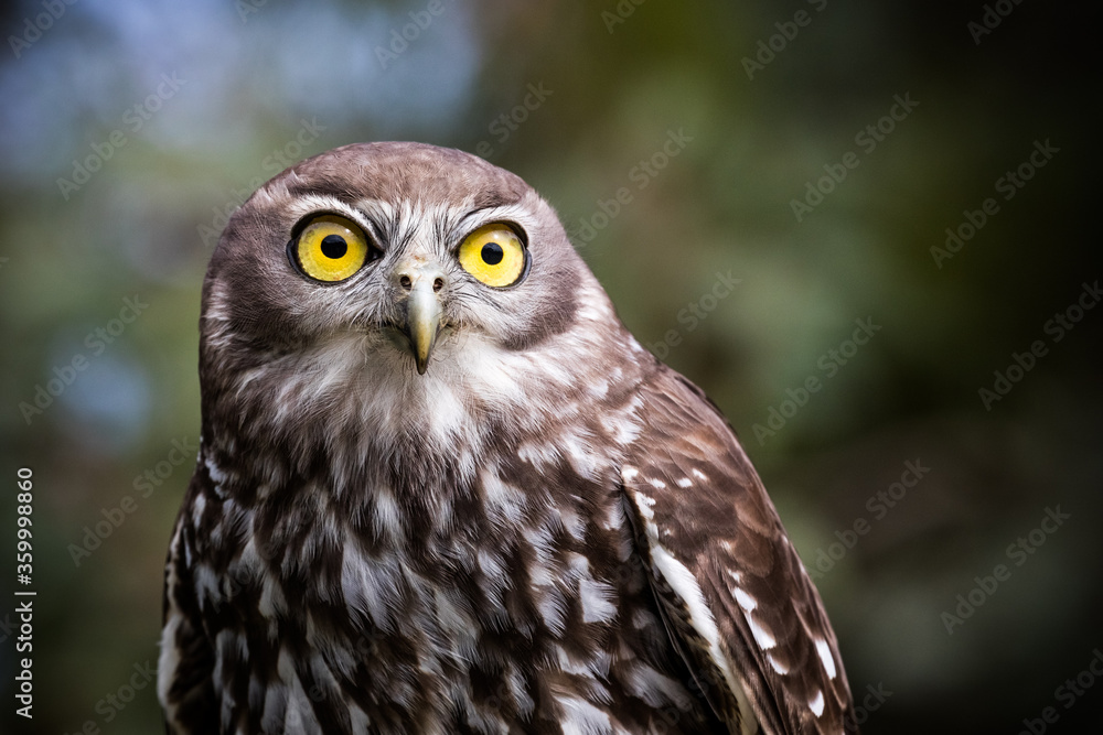 Close up of barking owl sitting outdoors Close up of barking owl sitting outdoors