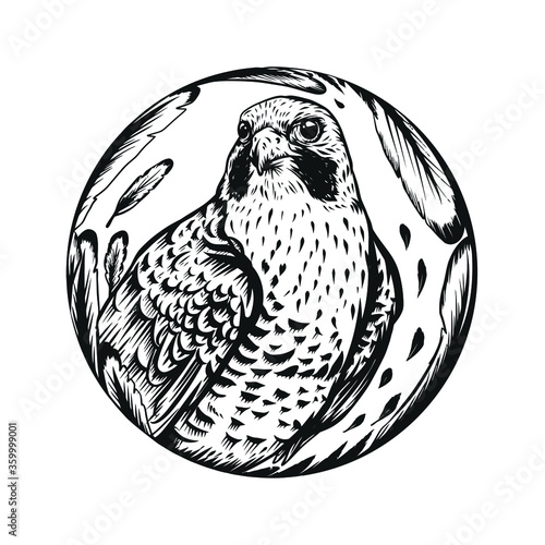 vector illustration of falcon