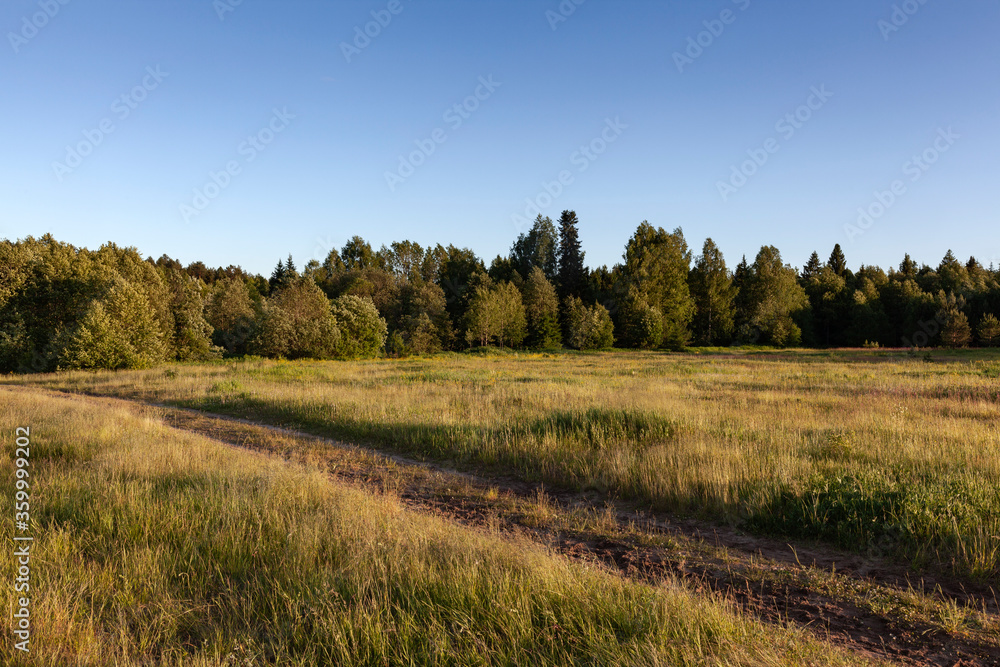 autumn in the forest