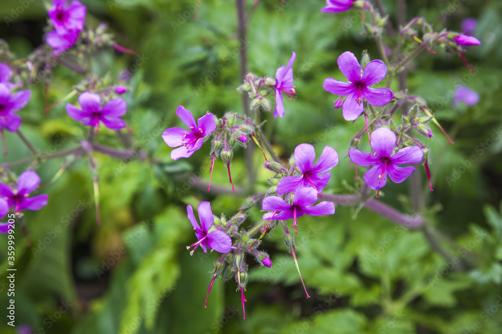 purple flowers in the garden purple flowers in the garden