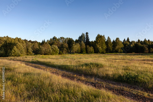 autumn in the forest