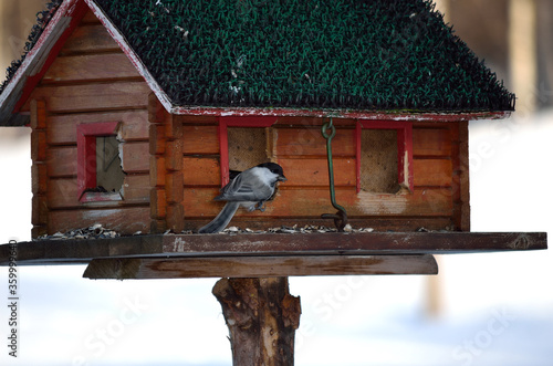 grey sparrow in bird house