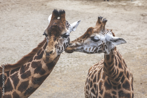 Canvas Print giraffe in the wild