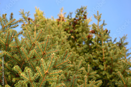 green spruce tree with brown cones