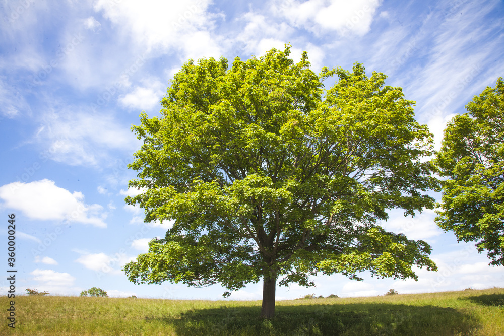 Fototapeta premium tree on a field
