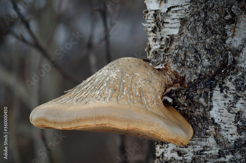fungus growth on birch tree © Arcticphotoworks