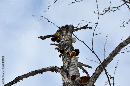 fungus growth on birch tree photo