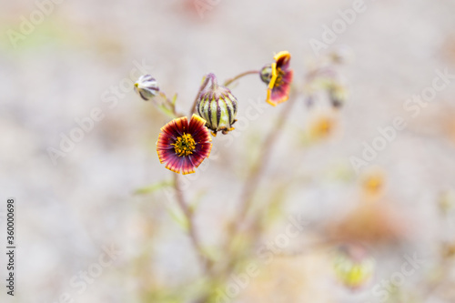 Dark maroon flower with wiry stems