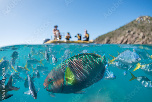 A split shot of a group of snorkelers on a boat and a parrot fish underwater photo