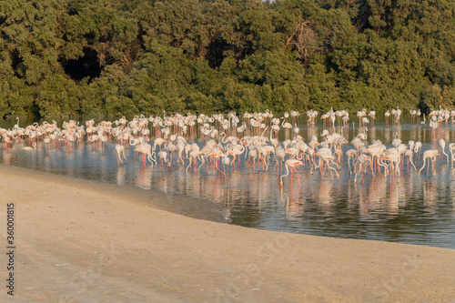 Pink Flamingos in a lake