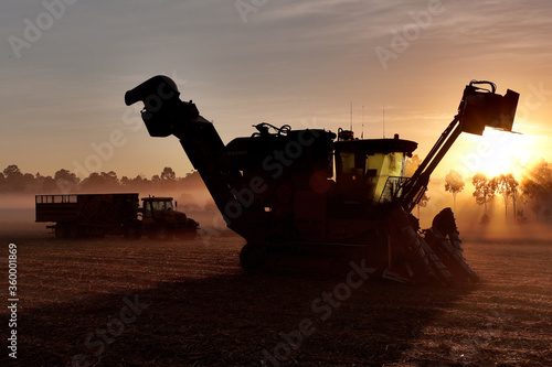 Sugarcane harvester & hopper in a misty field at sunrise photo