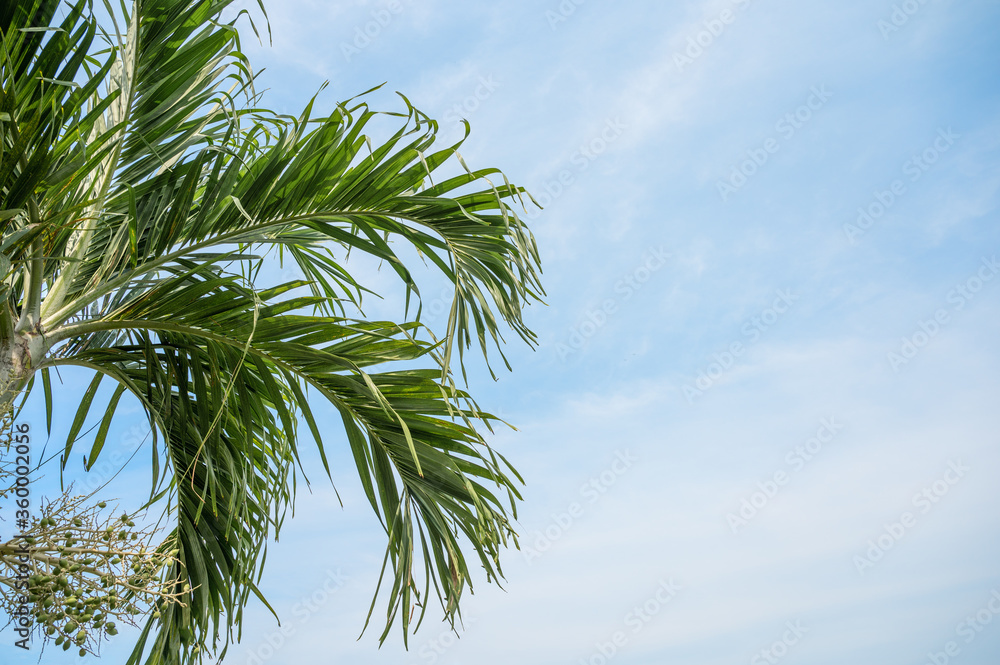 Betel palm with green leaves on blue sky