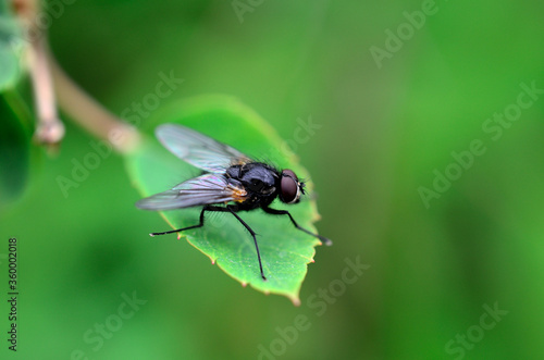 small flie sitting on green leaf macro photo