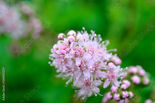 pink wildflower