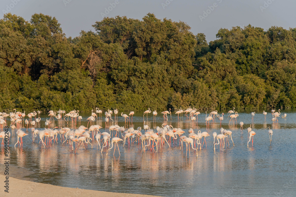 Fototapeta premium Pink Flamingos in a lake
