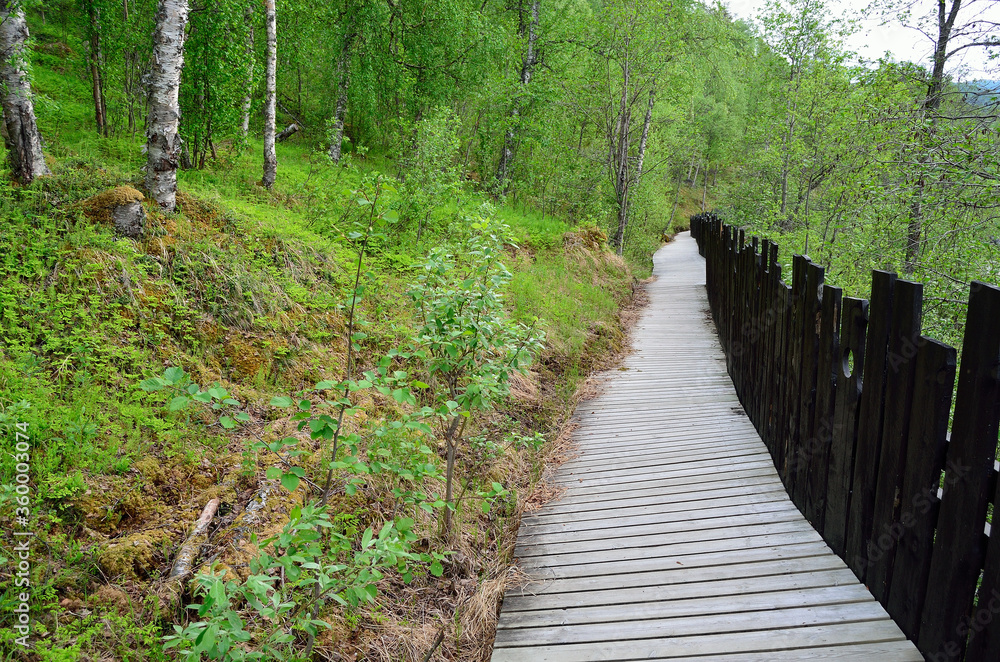 Obraz premium long plank walk way in forest