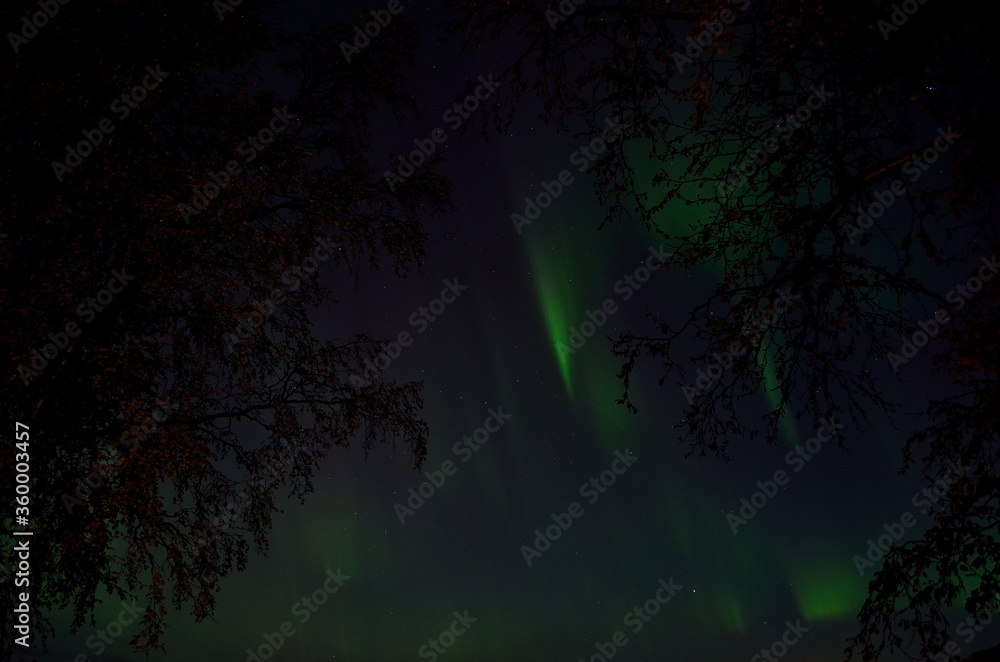 aurora borealis on autumn night sky between two birch trees aurora borealis on autumn night sky between two birch trees