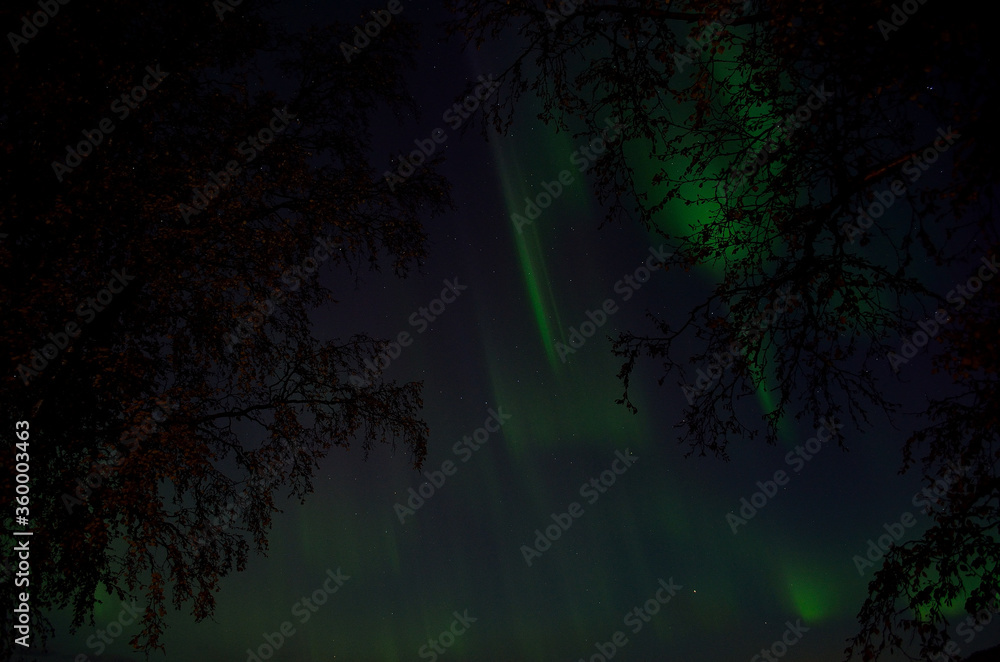 aurora borealis on autumn night sky between two birch trees