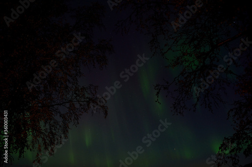 aurora borealis on autumn night sky between two birch trees