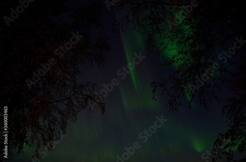 aurora borealis on autumn night sky between two birch trees