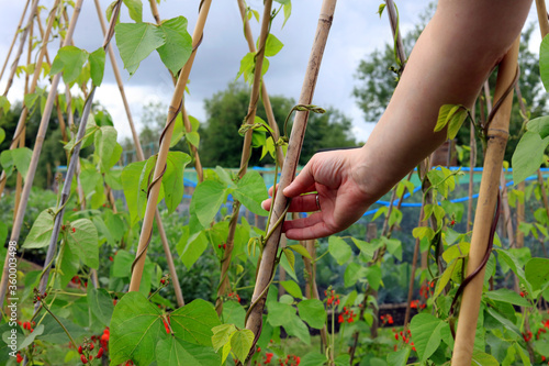 Gardener training a runner bean plant on a bamboo frame.