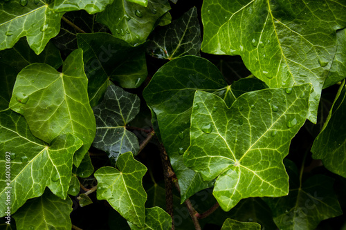 Fresh, green, leaves, spring, background. Background with green leaves. Beautiful wet and fresh green ivy leaves with shadows and light. Flat lay. Nature background.