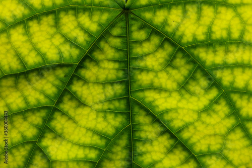 Bright green leaf texture backlighted by the sun. Macro shot