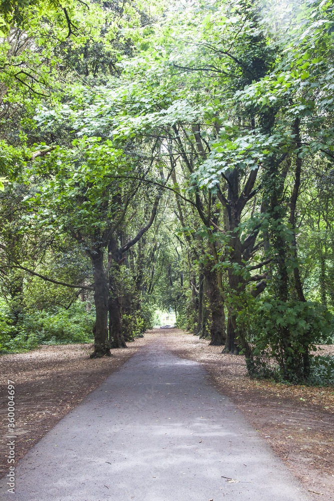 Fototapeta premium trees in the irish forest