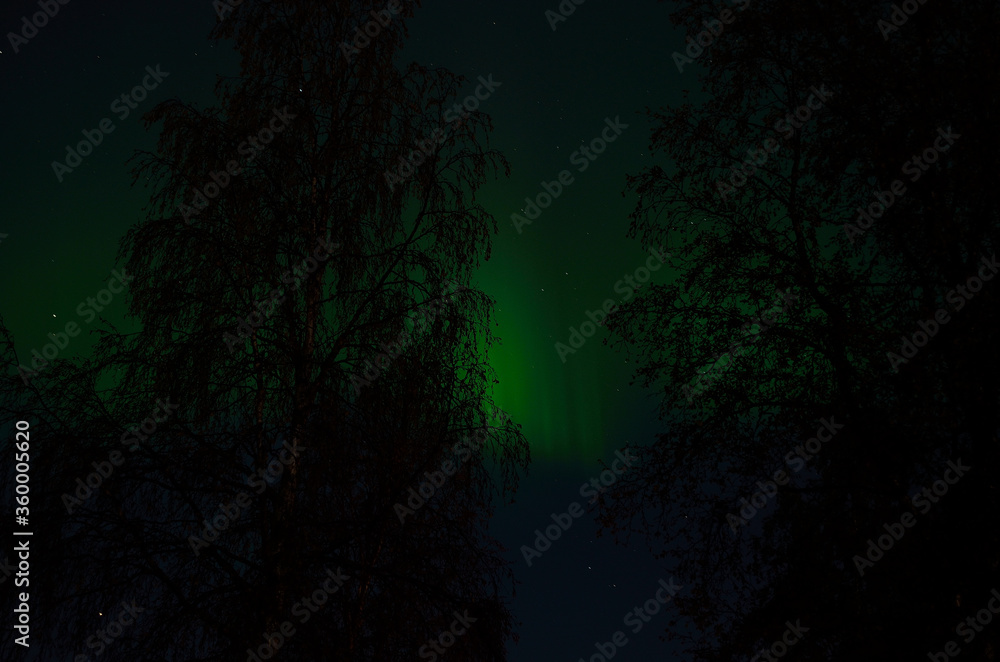 aurora borealis over birch trees in autumn aurora borealis over birch trees in autumn