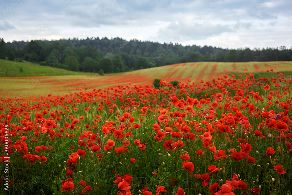 Red poppies field, summer colorful background. Meadow spring blooming grass. Summer garden scene