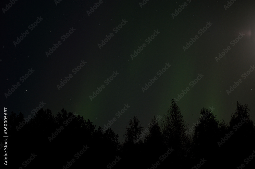 aurora borealis over forest in autumn